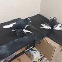 فیلی اغگورغ|پرنده|تبریز, |دیوار