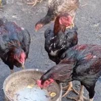 خروس و مرغ لاری اوشامو