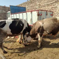 گاووگوساله|حیوانات مزرعه|زابل, |دیوار