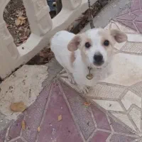 واگذاری سگ پاکوتاه