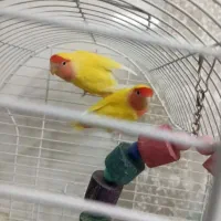 طوطی برزیلی و جوجه سرلاکی عروس هلندی