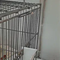 سهره چهار گل قفس|پرنده|مشهد, سراب|دیوار