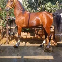 اسب مادیون با کره مادیون ۴ماهه مدرک دار|اسب و تجهیزات اسبسواری|یزد, |دیوار