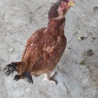 جوجه لاری و مرغ لاری|حیوانات مزرعه|مشکیندشت, |دیوار