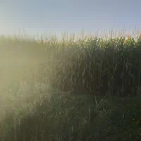 ذرت علوفه برای گاو فروش حدود ۴۰تن اسداباد نقد|حیوانات مزرعه|اسدآباد, |دیوار