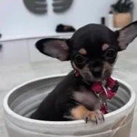 شیواوا تیکاپ دو سر خالص|سگ|ری, دولتآباد|دیوار