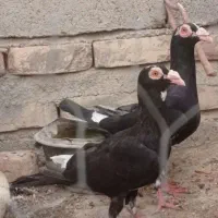 کبوتر پلنگ سیاه درشت و هیکلی