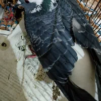 کبوتر|حیوانات|اندیمشک, |دیوار