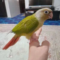 گرینچیک ماده