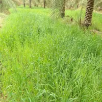 لوله کشی قطری باغ وباغچه