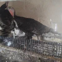 مرغ و خروس برهما نژاد اصیل  مرغ محلی  بوقلمون برنز