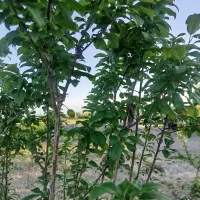 فروش خونه باغ روستایی