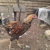 مرغ ویاندوت وگلین|حیوانات مزرعه|شیراز, رکن‌آباد|دیوار