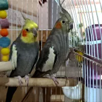 یک جفت عروس هلندی|پرنده|لاهیجان, بازکیاگوراب|دیوار