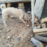 سگ پاپی