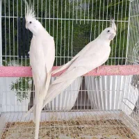 عروس هلندی آلبینو گرید A