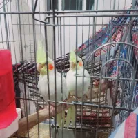 یک عدد عروس هلندی لوتینو ماده ویک جفت جوجه سرلاک|پرنده|ششده و قره بلاغ, |دیوار