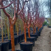 درخت سیب ۵ ساله پایه کوتاه (مالینگ) فرانسوی