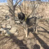 سگ عراقی|سگ|ارومیه, |دیوار