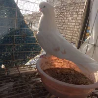 ماده نک قنار. سالم توافقی