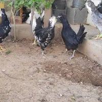 گلین لری|حیوانات مزرعه|زرقان, |دیوار