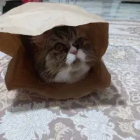 گربه هفت ماه بریتیش ماده