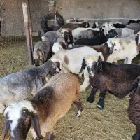 بره نر و ماده|حیوانات مزرعه|زرقان, |دیوار