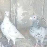 کبوتر پلاکی