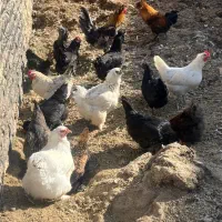 جوجه مرغ مرندی سیاه