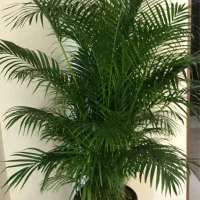 نخل لوکس اریکا ارتفاع ۲.۵۰ بسیارپرشاخه سرحال نایاب|گل و گیاه طبیعی|تهران, صادقیه|دیوار