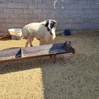 فروش قوچ بذری