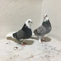 کبوتر