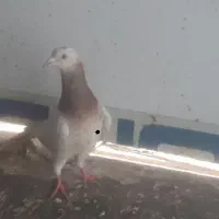 کبوتر