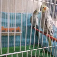 جفت عروس هلندی