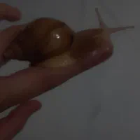 حلزون