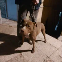 چند قلاده سگ پدر پیت بول ماستیف مادر جرمن دوبرمن|سگ|شیراز, سلطان آباد|دیوار