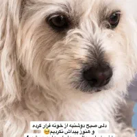 گمشده