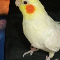 عروس هلندی|پرنده|دوگنبدان, |دیوار