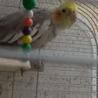 عروس هلندی|پرنده|قم, چهار مردان|دیوار