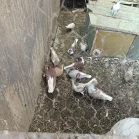 کفتر‌چادری|پرنده|پاکدشت, حصار امیر|دیوار