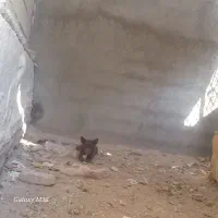 پاکوتاه|سگ|بناب, |دیوار