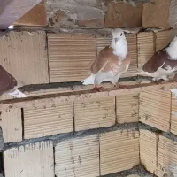 ماده شازده زرد|پرنده|آران و بیدگل, |دیوار