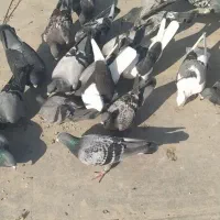 کبوتر پلاکی . مسافتی|پرنده|دلوار, |دیوار