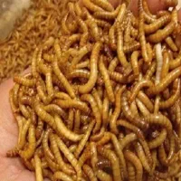 میلورم زنده