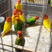برزیلی اوپال در همه رنگ مولد