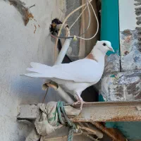 کبوتر|پرنده|سیرجان, |دیوار