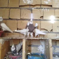 طوقی|پرنده|امیدیه, |دیوار