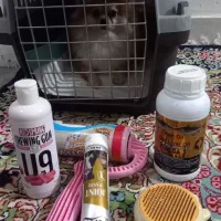 سگ پامر|سگ|بردسیر, |دیوار