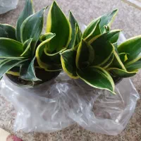سانسوریا شمشیری ابلغ و پاکوتاه|گل و گیاه طبیعی|تهران, خانی آباد نو شمالی|دیوار