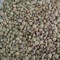 حبوبات تازه محلی